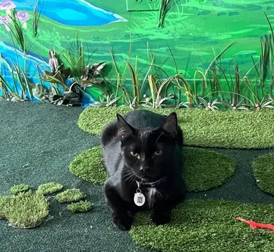 Purrfect Pause Cat Cafe, interior