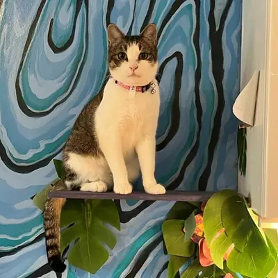 Purrfect Pause Cat Cafe, interior