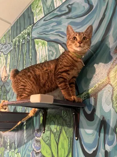 Purrfect Pause Cat Cafe, interior